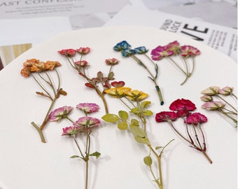 Pressed Dried Mini Rose Buds with Stems for Floral Art Craft Resin Cast