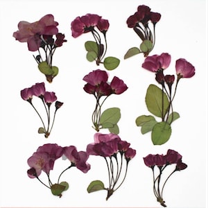 Pressed Dried Begonia Flowers with leaves and stems for Floral Art Craft Resin Cast