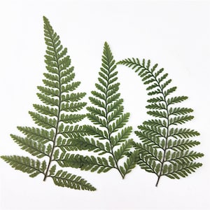 Pressed Dried Rabbit's Foot Fern for Floral Art Craft Resin Cast