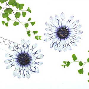 Pressed Dried African Daisies Flower for Floral Art Craft Resin Cast