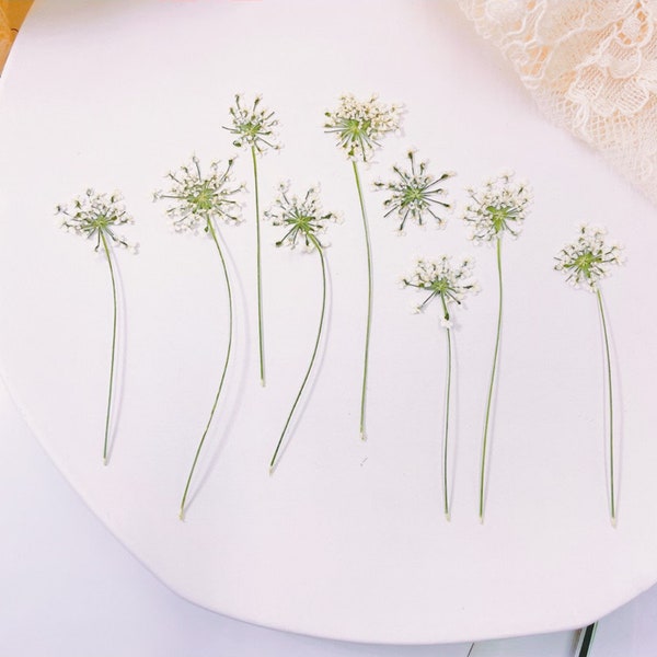Pressed Dried Queen Anne's Lace Flower with Stem for Floral Art Craft Resin Cast