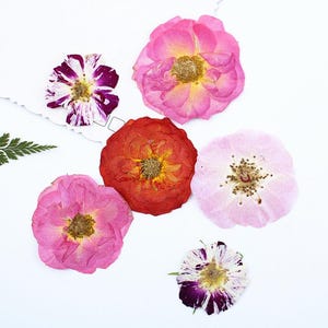 Pressed Dried Special Rose Flowers for Floral Art Craft Resin Cast