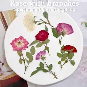 Pressed Dried Rose Flowers with Branches for Floral Art Craft Resin Cast