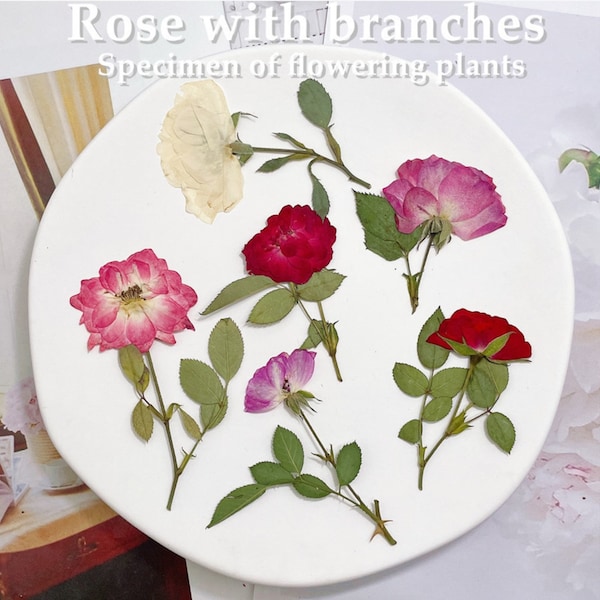 Pressed Dried Rose Flowers with Branches for Floral Art Craft Resin Cast