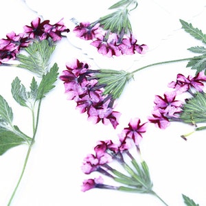 Pressed Dried Verbena Flowers for Floral Art Craft Resin Cast