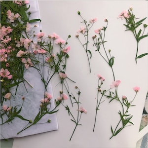 Flores de paniculata anuales prensadas, secas y elegantes, para arte floral y manualidades con resina.