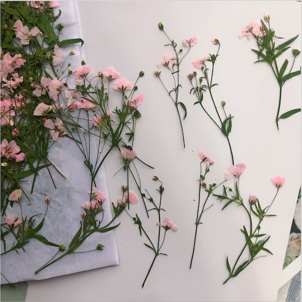 Flores de paniculata anuales prensadas, secas y elegantes, para arte floral y manualidades con resina.