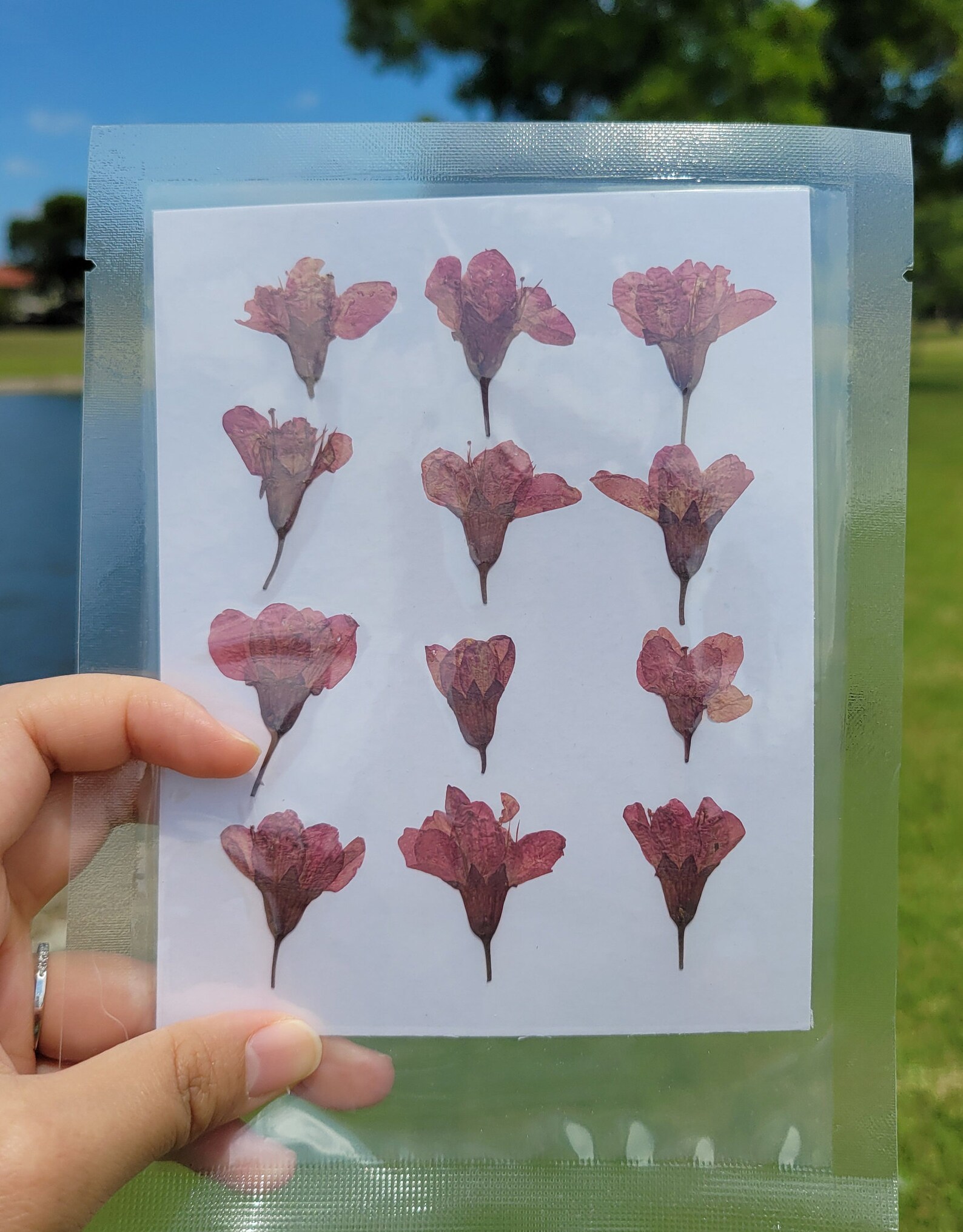 Pressed Dried Cherry Blossoms Flowers for Floral Art Craft Etsy