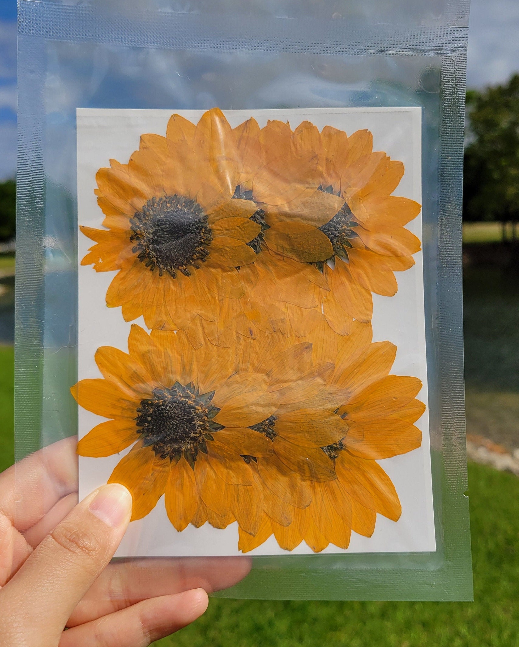 Pressed Dried Sunflower for Floral Art Craft Resin Cast Etsy