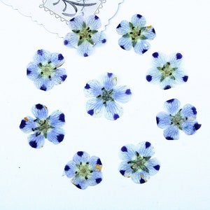 Pressed Dried Five Spot Flower for Floral Art Craft Resin Cast