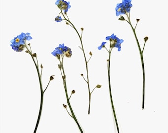 Pressed Dried Forget me not flowers Flowers for Floral Art Craft Resin Cast