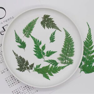 Pressed Dried Lace Fern for Floral Art Craft Resin Cast