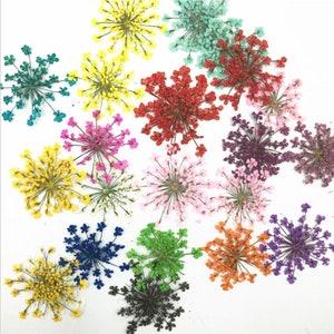 Pressed Dried Queen Anne&#39;s Lace Flower for Floral Art Craft Resin Cast, Jewelry DIY