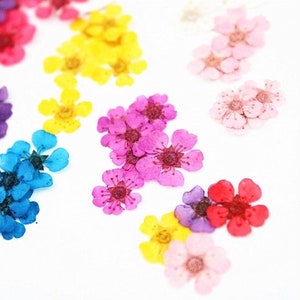 Pressed Dried False Spirea Flowers for Floral Art Craft Resin Cast