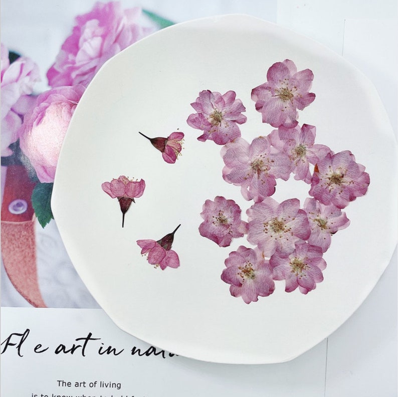 Pressed Dried Cherry Blossoms Flowers for Floral Art Craft Etsy