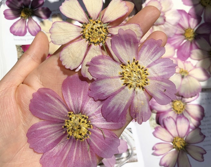 Pressed Dried Purple White Cosmos Flower for Floral Art Craft Resin ...