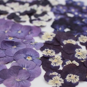 May include: Assortment of dried purple and white pansies, perfect for crafting and decorating.