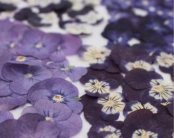 Pressed Dried Pansies/Violas Flowers for Floral Art Craft Resin Cast