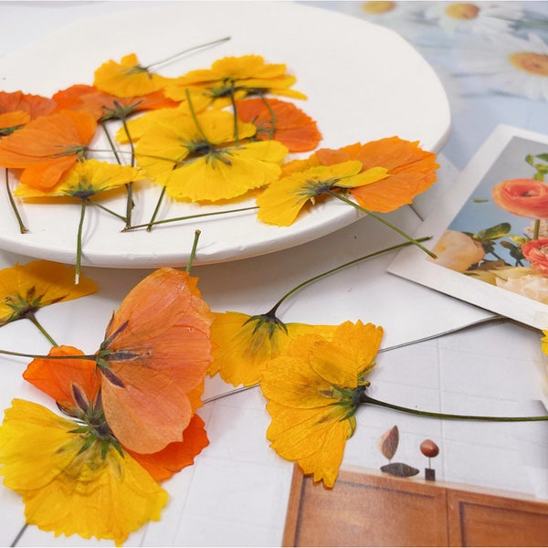 Pressed Dried Sulphur Cosmos with Stems for Floral Art Craft Resin Cast