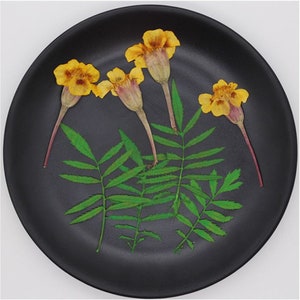 Pressed Dried French Marigold for Floral Art Craft Resin Cast