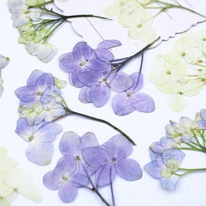May include: Assortment of pressed flowers, including purple and white hydrangeas. These dried flowers are perfect for crafting and adding a touch of natural beauty to projects.