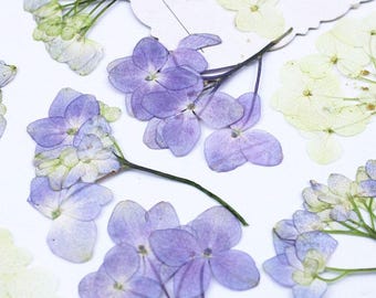 May include: Close-up of dried hydrangea flowers in shades of purple and white. The delicate petals are visible, with some flowers fully open and others in bud. The flowers are arranged on a white surface.