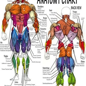 Body Muscle Anatomy Chart Human Anatomy Body Poster Ver 2 - Etsy UK