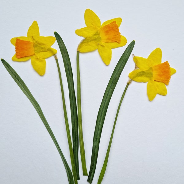 Pressed daffodils set of 4 real yellow spring flowers for resin art, floating frames, oshibana, DIY crafts, child creativity