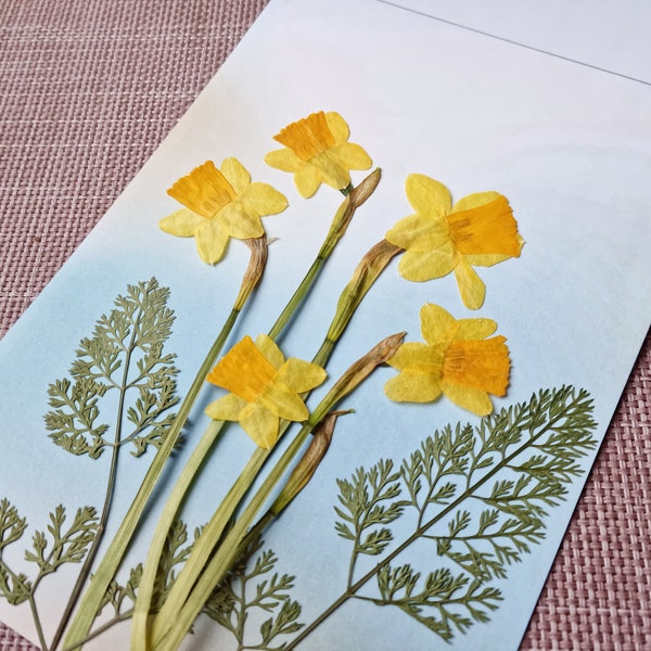 Echte gepresste Narzissen, kleine gelbe Frühlingsblumen Herbarium für Creativ, Oshibana, Harzkunst. 5er Set