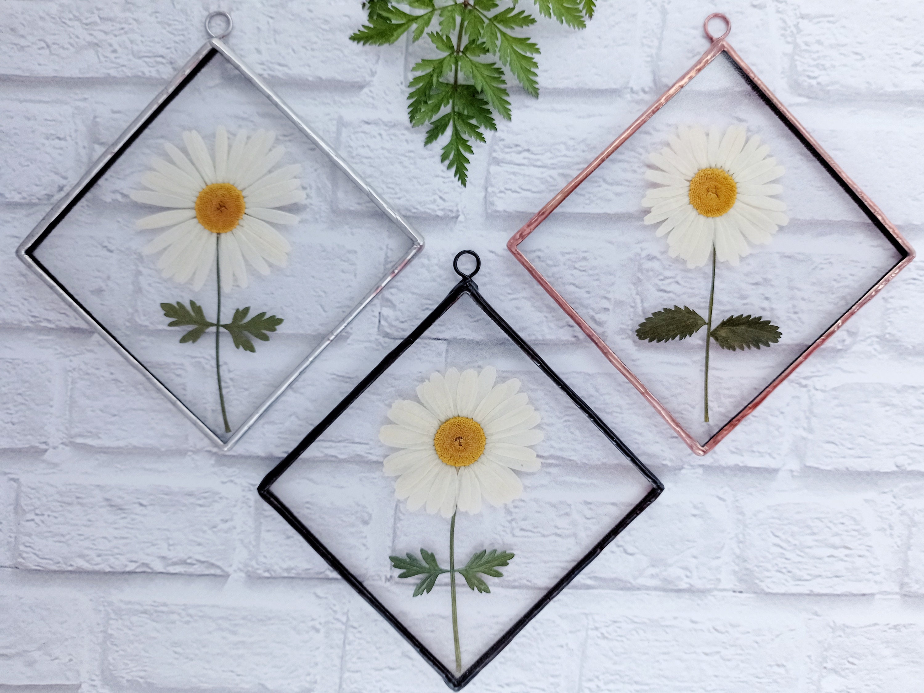 Real pressed framed daisy wall hanging decor pressed flower Etsy