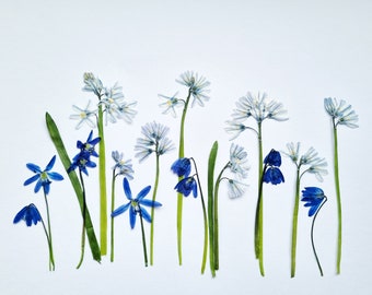 Pressed blue flowers with stem Set of 14. Real spring flowers Herbarium for resin art, floating frames, handmade cards, candles, creative