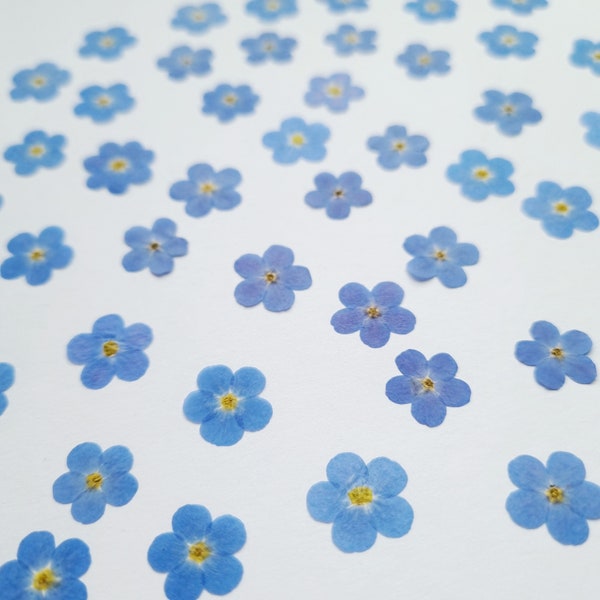 Pressed forget-me-nots 20/30/50 dried flowers set, large and small real blue flowers 2024