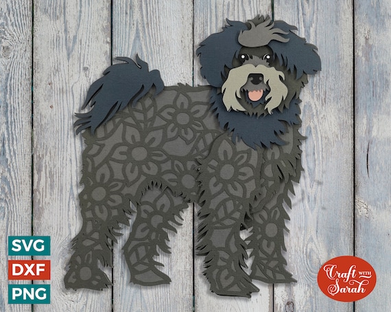 Miniature schnauzer x poodle cheap