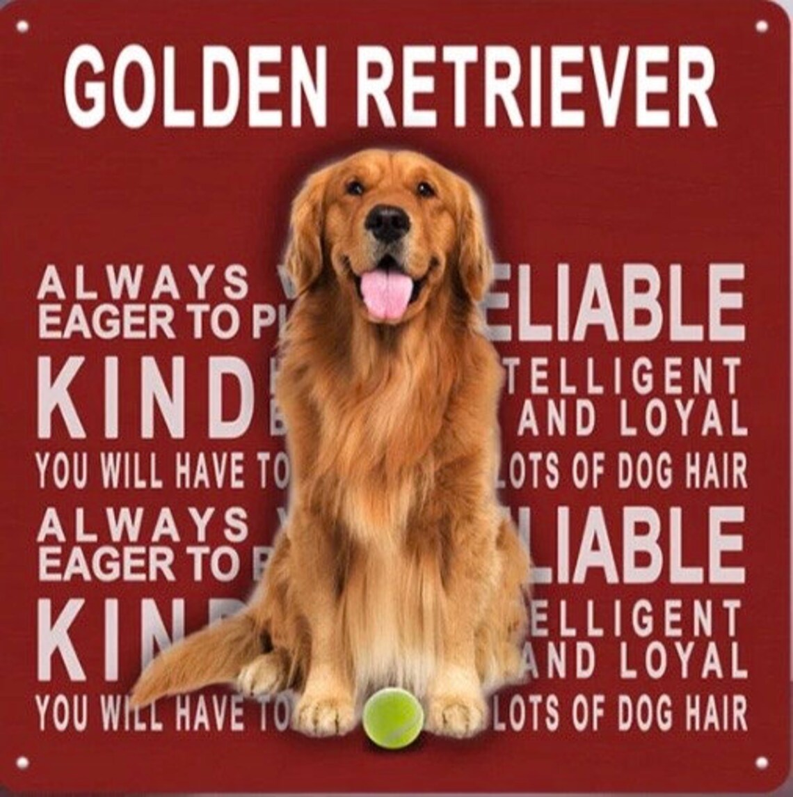 Golden Retriever Portrait On Metal Sign List Of Traits Gift Etsy