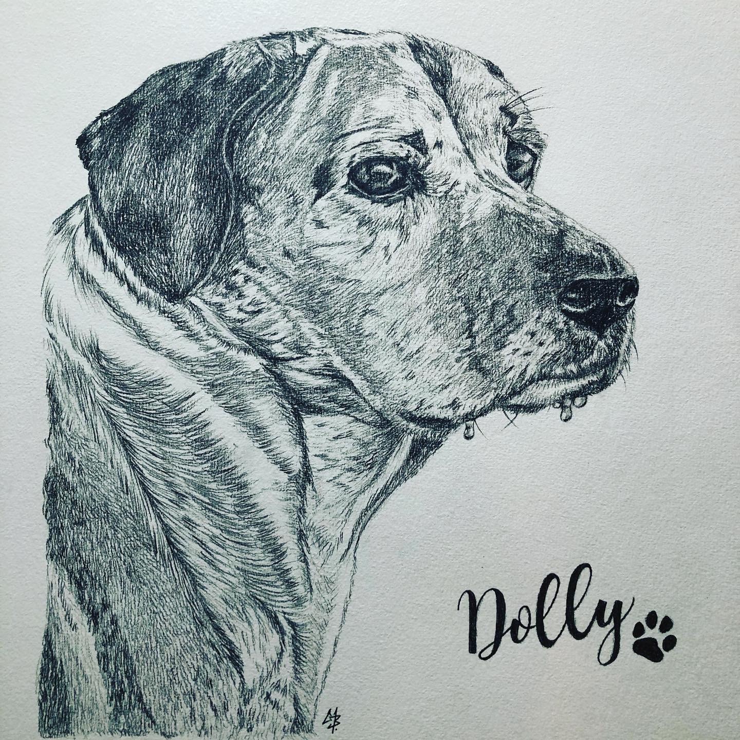 Portrait Animalier, Cadeau, Dessin, Animal