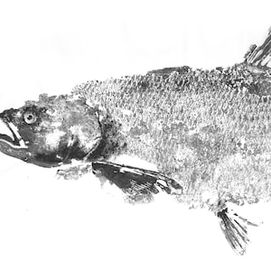 Original gyotaku of Aspe fish, made in the traditional way, Indian ink, Japanese paper. Original work. Decoration