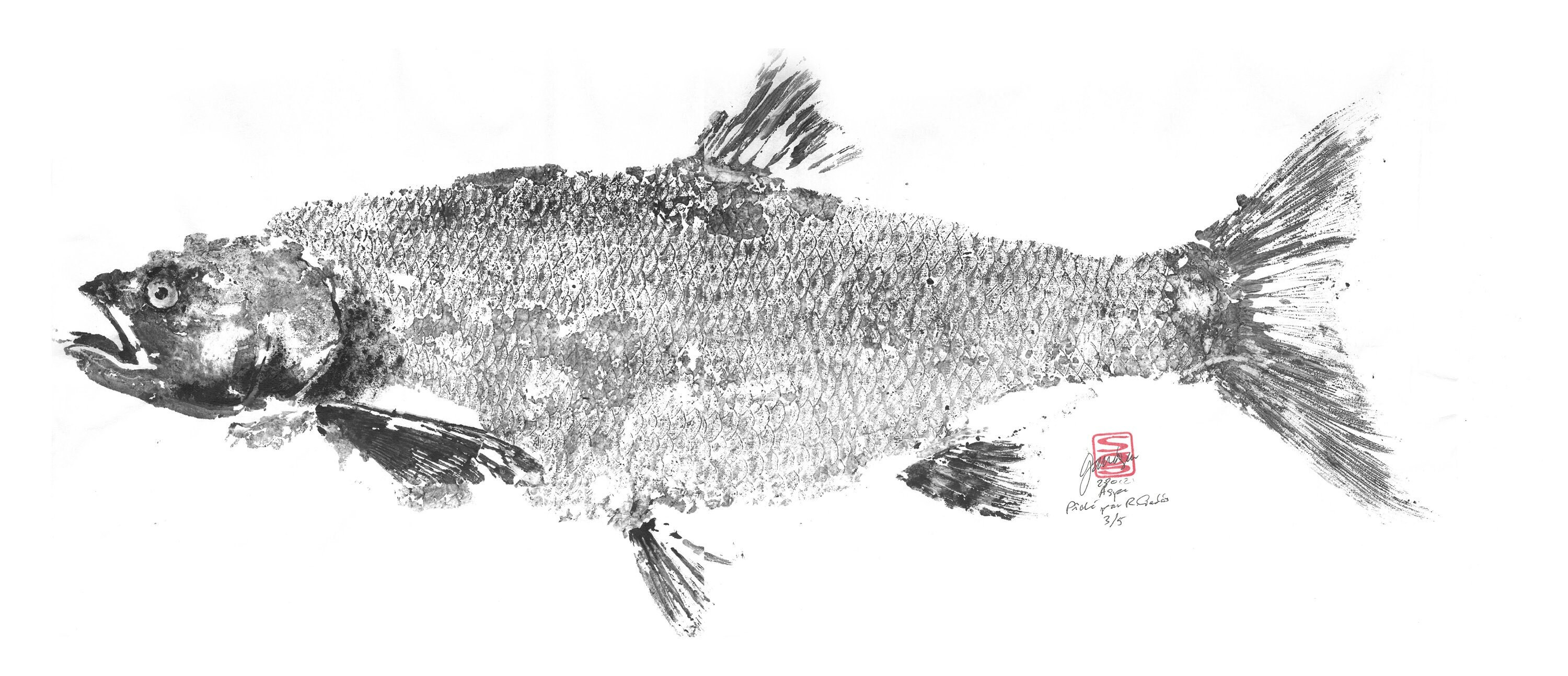 Original gyotaku of Aspe fish, made in the traditional way, Indian ink,  Japanese paper. Original work. Decoration