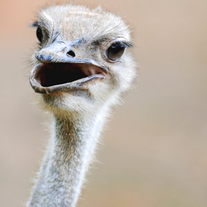 Ostrich