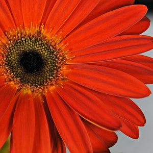 Gerbera Daisy