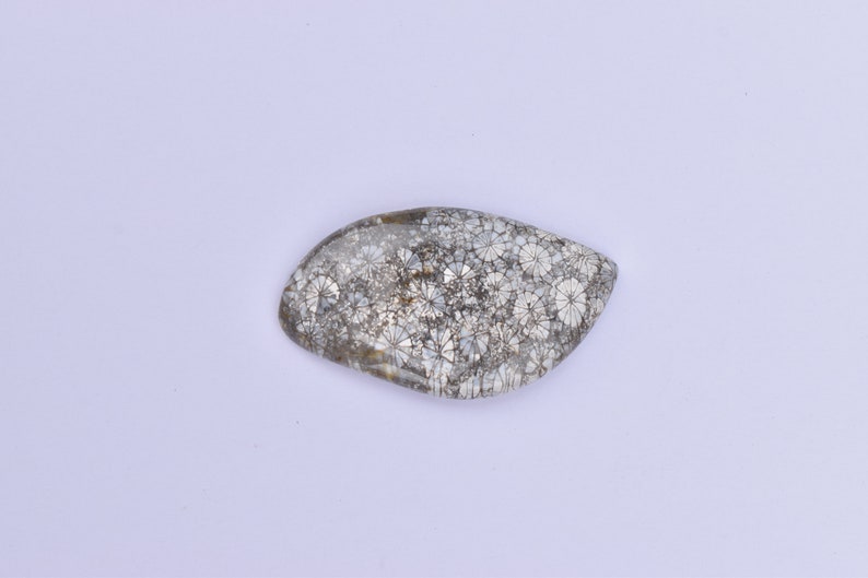 MORRACON FOSSILIZ