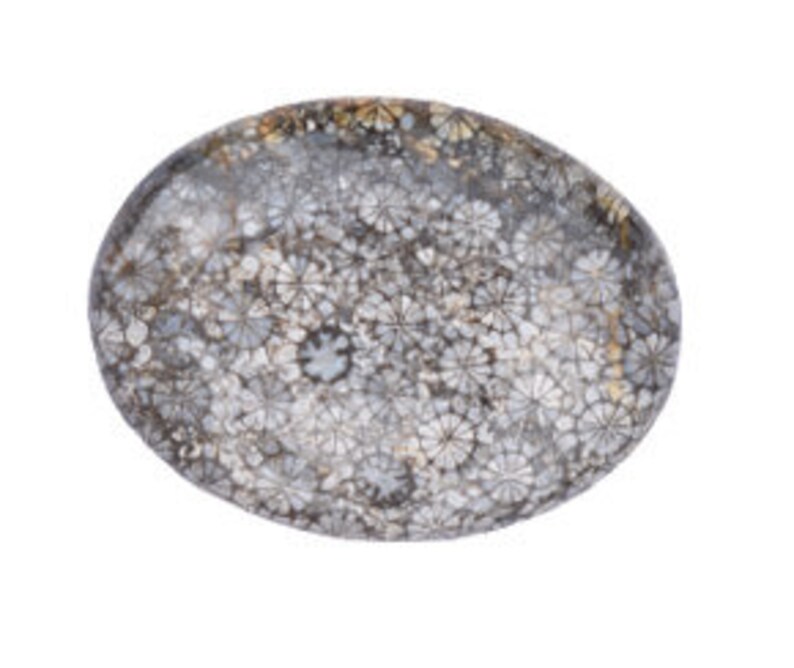 MORRACON FOSSILIZ