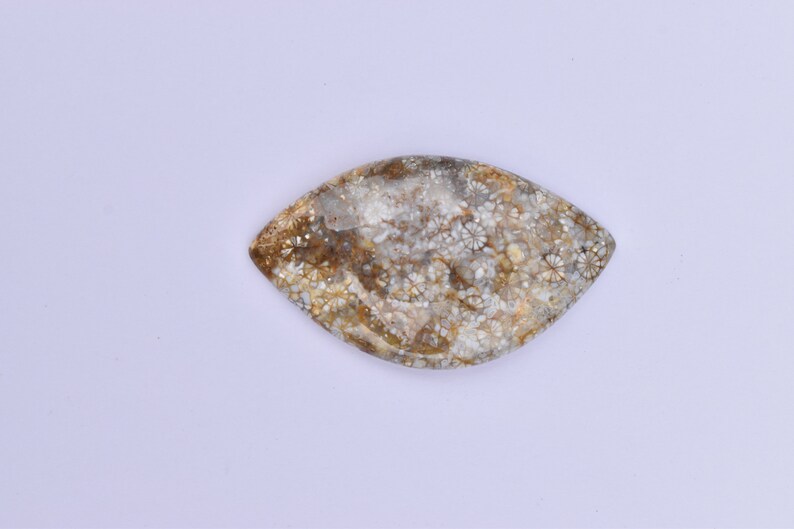 MORRACON FOSSILIZ