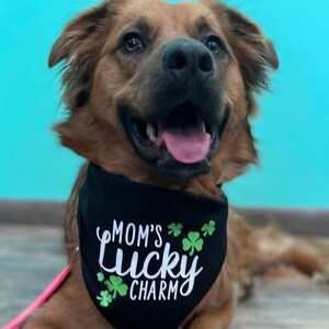 Dog charms bandanas store