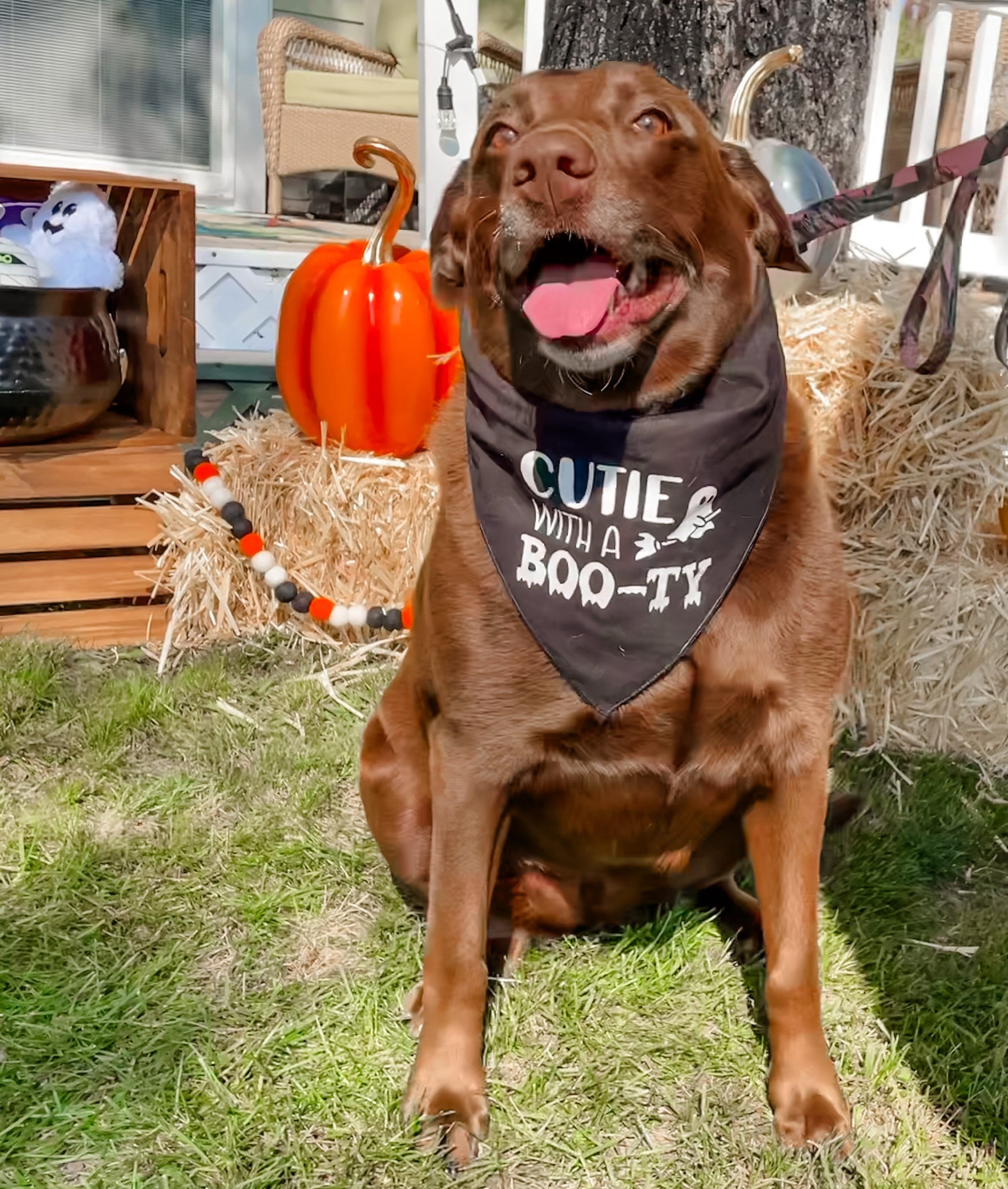 Cutie With a Boo ty Dog Bandana Chunky Dog Bandana Halloween Bandana Funny Halloween Bandana Cutie With a Booty Fluffy Dog Bandana Etsy