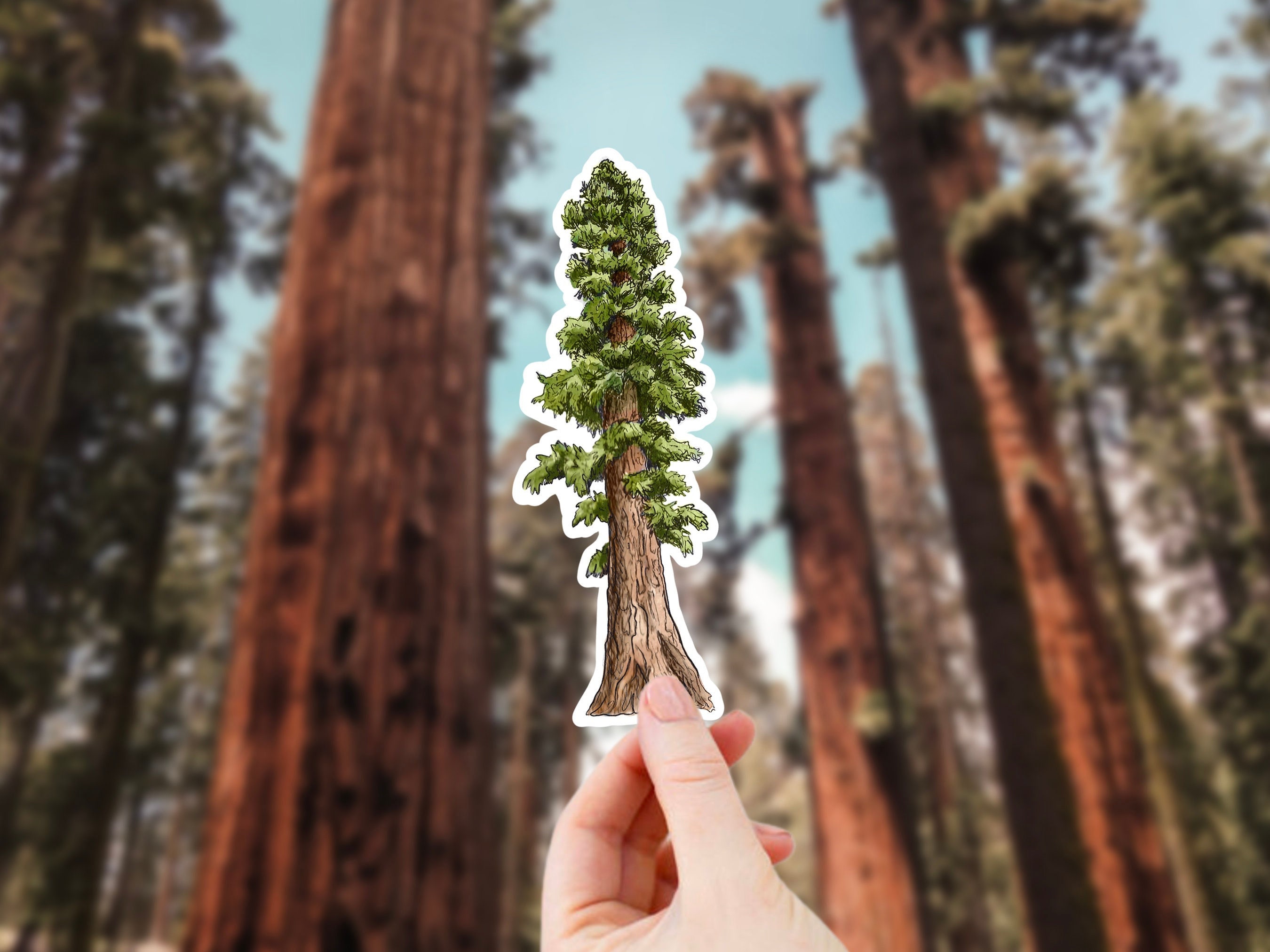 20+ Sequoia Tree Tattoo