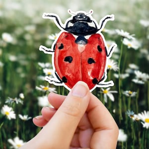 Adesivo coccinella - adesivo bottiglia d'acqua in vinile, decalcomania per laptop, arte degli insetti carina, Cottagecore, adesivo impermeabile Goblincore per auto