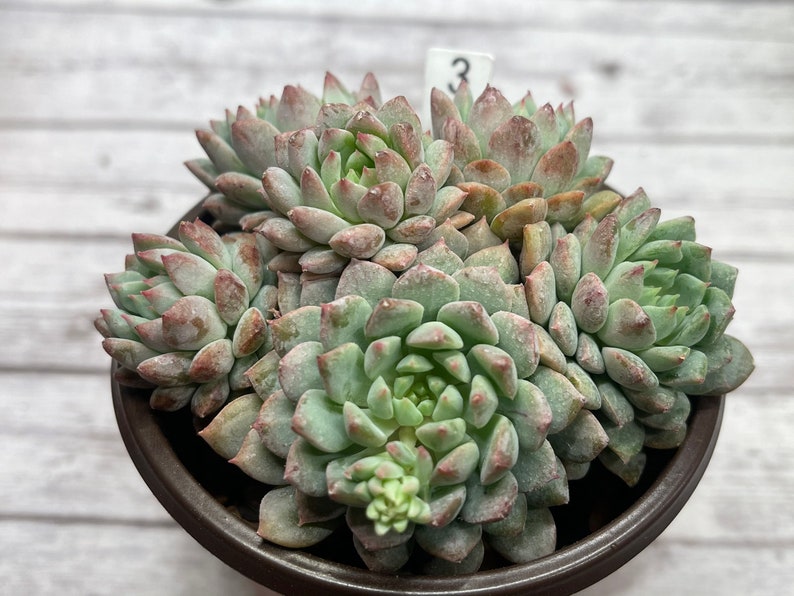 3\u201d Echeveria Chrissy N Ryan Cluster-KOREAN IMPORTED