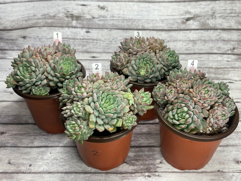 3\u201d Echeveria Chrissy N Ryan Cluster-KOREAN IMPORTED