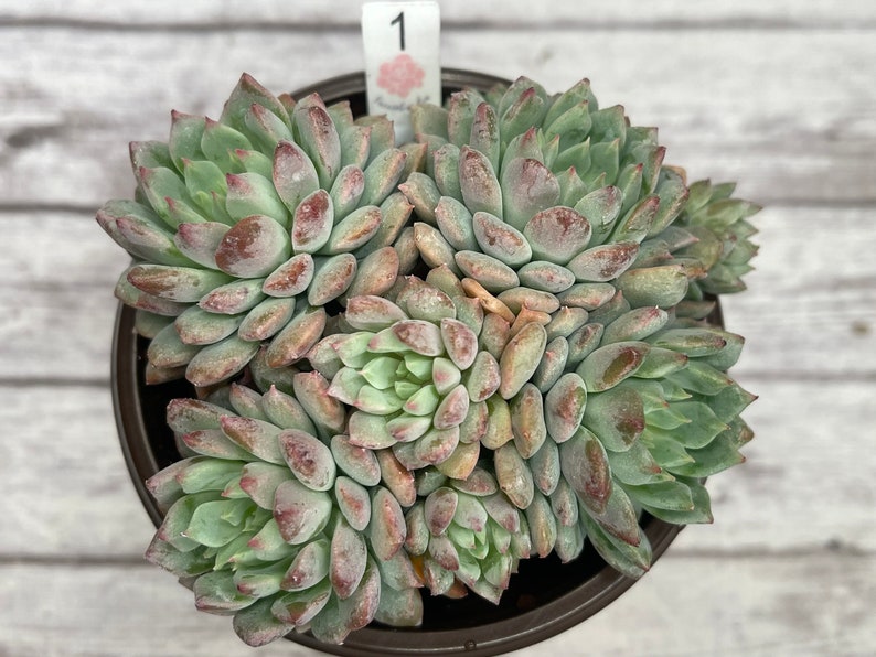 3\u201d Echeveria Chrissy N Ryan Cluster-KOREAN IMPORTED