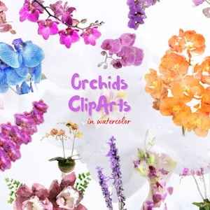 15 Orchids Cliparts | Orchids Clip Art | Orchids Watercolor Clip Arts | Orchids Watercolor Art
